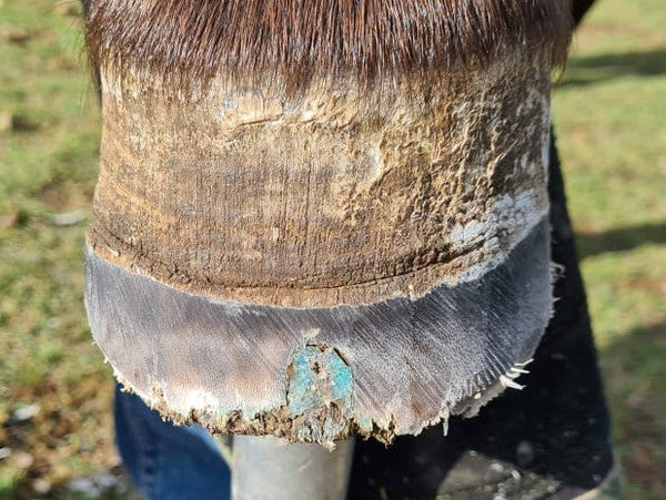 The Hoof Co. Beeswax BLUE Balls® Hoof Wall Crevice Wax