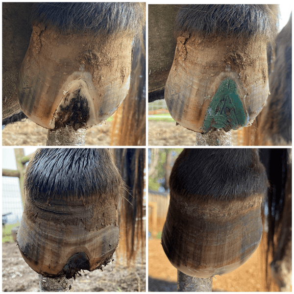 The Hoof Co. Beeswax BLUE Balls® Hoof Wall Crevice Wax
