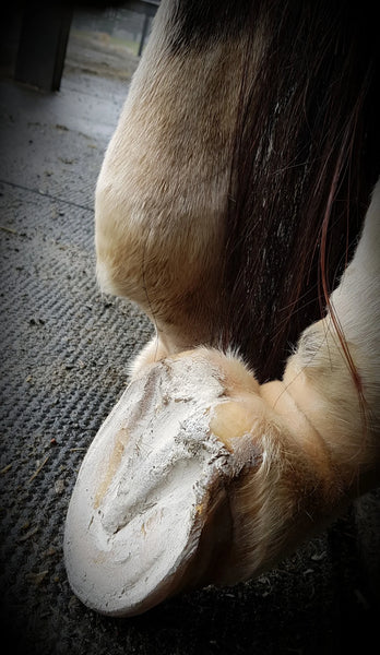 The Hoof Co. Hoof Pack for a "Smelly Crack"