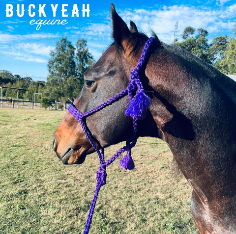 Woven nylon mule tape halter with removable lead