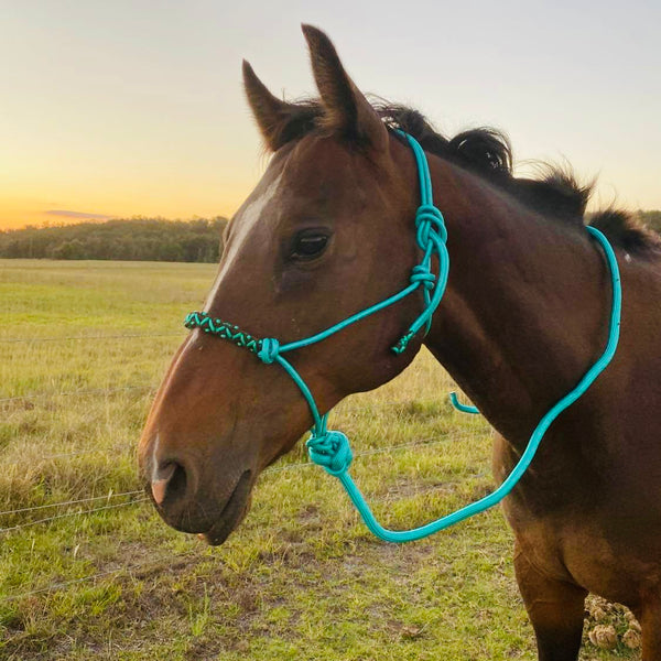 Cowboy Knot Halter