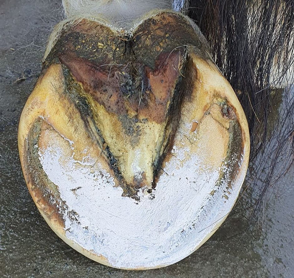 The Hoof Co. Hoof Pack for a "Smelly Crack"