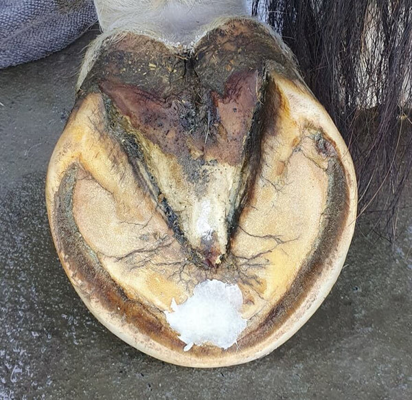 The Hoof Co. Beeswax Pure Balls® Hoof Barrier Wax