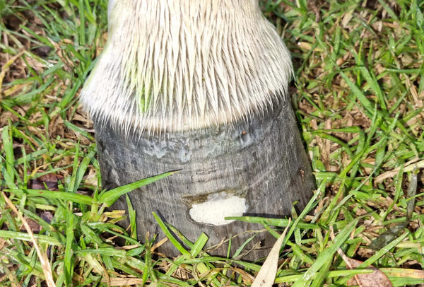 The Hoof Co. Beeswax Pure Balls® Hoof Barrier Wax