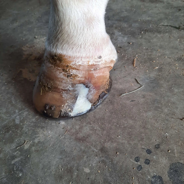 The Hoof Co. Beeswax Pure Balls® Hoof Barrier Wax