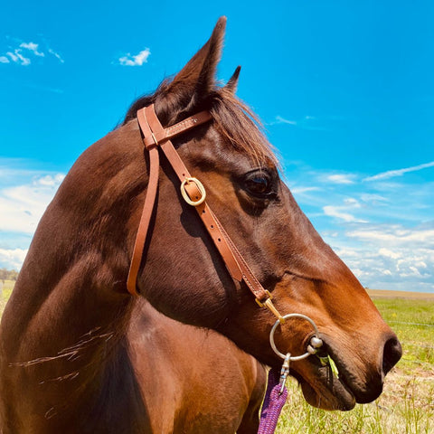 Leather Browband Bridle with Quick Change